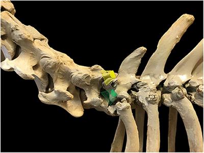 Ultrasonography-Guided Perineural Injection of the Ramus ventralis of the 7 and 8th Cervical Nerves in Horses: A Cadaveric Descriptive Pilot Study